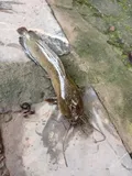 Whitespotted Clarias, photographed in Ninh Bình