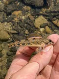 Blueside Darter, photographed in Tennessee