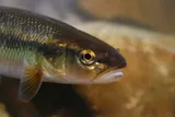 Creek Chub, photographed in Tennessee