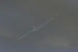 Redfin Needlefish, photographed in Florida