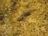 Frillfin Goby, photographed in Espírito Santo