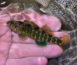 Banded Darter, photographed in Virginia