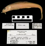 Pacific Rainbow Smelt, photographed in Northwest Territories (Terr.)