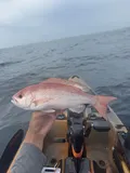 Vermilion Snapper, photographed in Florida