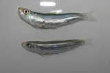 Round Sardinella, photographed in Provence-Alpes-Côte d'Azur