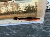 Swampfish, photographed in North Carolina
