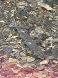Chum Salmon, photographed in Alaska