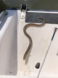 Shrimp Eel, photographed in Georgia