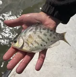 Tule Perch, photographed in California