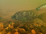Roanoke Bass, photographed in North Carolina