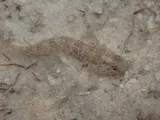 Code Goby, photographed in Florida