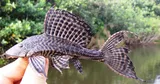 Vermiculated Sailfin Catfish, photographed in KwaZulu-Natal
