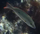 Mahogany Snapper, photographed in La Altagracia