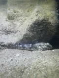 Brown Goby, photographed in Queensland