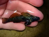 Longfin Darter, photographed in Virginia