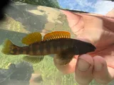 Bronze Darter, photographed in Tennessee