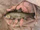 Utah Chub, photographed in Utah