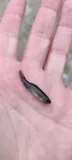 Tench