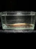 Spotfin Spiny Eel, photographed in Florida