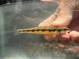 Blackside Darter, photographed in Ohio