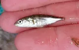 Blackspotted Stickleback, photographed in New Brunswick