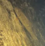 Sandhills Chub, photographed in North Carolina