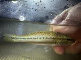 Alabama Bass, photographed in Mississippi