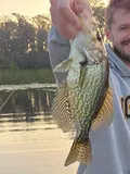 Black Crappie, photographed in Florida
