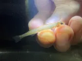 Florida Sand Darter, photographed in Florida