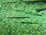 Longnose Gar, photographed in Florida