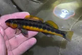 Tangerine Darter, photographed in Virginia