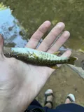 Warrior Bass, photographed in Alabama
