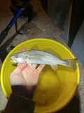 Sand Seatrout, photographed in Florida