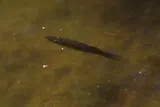 Piketop Minnow, photographed in Quintana Roo