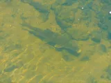 Notchlip Redhorse, photographed in North Carolina