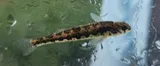 Snubnose Darter, photographed in Georgia