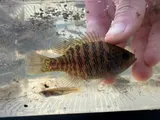 Bantam Sunfish, photographed in Mississippi