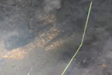 Sonora Chub, photographed in Arizona