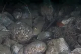 Sufflamen fraenatum, photographed in Maluku
