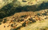 Mobile Logperch, photographed in Alabama