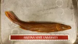 Colorado Pikeminnow, photographed in Arizona