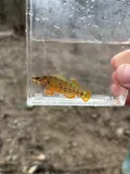 Redline Darter, photographed in Tennessee