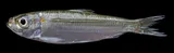 Marquesan Sardinella, photographed in Hawaii