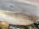 White Sucker, photographed in Pennsylvania