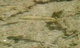 Rio Grande Chub, photographed in New Mexico