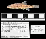 Leopard Dace, photographed in British Columbia (Prov.)