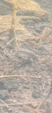 Lahontan Redside, photographed in California
