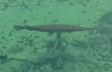 Longnose Gar, photographed in Florida