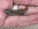 Greenthroat Darter, photographed in Texas