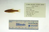 Topeka Shiner, photographed in Missouri